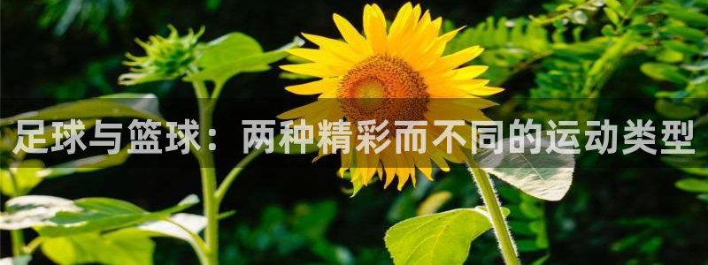 3377体育官网下载官方客服电话：足球与篮球：两种精彩而不同