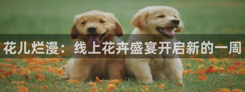 球友体育：花儿烂漫：线上花卉盛宴开启新的一周